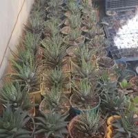 پخش عمده هاورتیا و کاکتوس