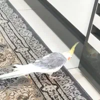 عروس هلندی