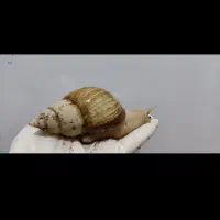 حلزون تخم گزار|خزنده|راین, |دیوار