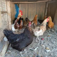 تخم نطفه دار گلین محلی اصیل|حیوانات مزرعه|کرج, شهرک رضوانیه|دیوار