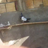 کبوتر فروشی کله سیاه