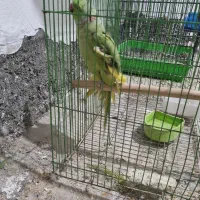 پرنده بخونید|پرنده|بندر ماهشهر, |دیوار