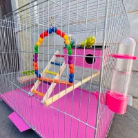 مرغ عشق نرو ماده