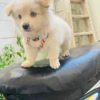 سگ پامنرین|سگ|قدس, شهرک فرزان|دیوار