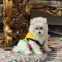 سگ پاکوتاه|سگ|کاشان, فاز ۲ ناجی آباد|دیوار