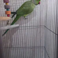 ملنگو دستی و شانتیون