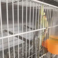 جوجه عروس هلندی|پرنده|قم, کیوانفر|دیوار