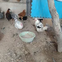 فروش مرغ لری|حیوانات مزرعه|خرقان, |دیوار