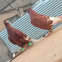 ‌کفتر جفت دمسفید سرگ بدون پر دم رخ