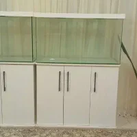 اکواریوم|ماهی|ری, شهادت|دیوار