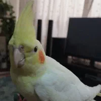 عروس هلندی نر لوتینو دستی