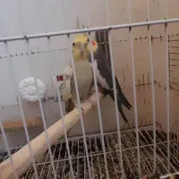 معاوضه یه جفت عروس هلندی مولد کار داده با قناری|پرنده|منجیل, |دیوار