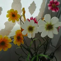 گل مصنوعی|گل مصنوعی|زنجان, |دیوار