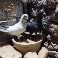 ماده زاغ کرمانی درشت وتمیز|پرنده|دامغان, |دیوار