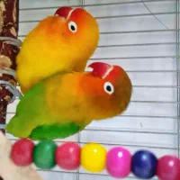 دو جفت طوطی برزیلی همراه قفس بزرگ کاسکویی