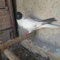 کبوتر پرشی روس