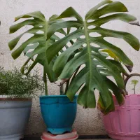 گل و گیاه|گل و گیاه طبیعی|رشت, تازه آباد|دیوار