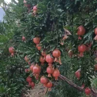 انارکوهمره سرخی به فروش میرسد