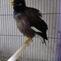 مرغ مینا سخنگو|پرنده|رشت, پیرسرا|دیوار