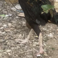 فروش لاری|حیوانات مزرعه|قیدار, |دیوار