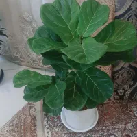 گل فیکوس آگلونما