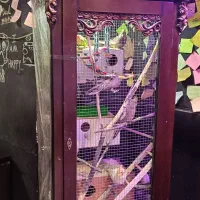 عروس هلندی وکوتوله وقفس