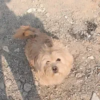 حیون مهربون کاملا خانگی و باهوش