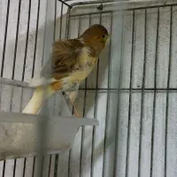 قناری ماده آماده دوعدد|پرنده|بندر انزلی, خوش پیک|دیوار