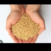 گندم|خوردنی و آشامیدنی|دهدشت, |دیوار
