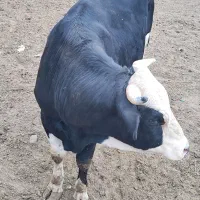 گوساله نر