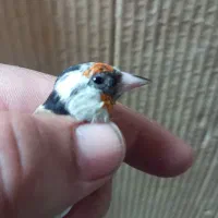 فروش چنتا سهره دورگ صاف گرده|پرنده|کازرون, |دیوار