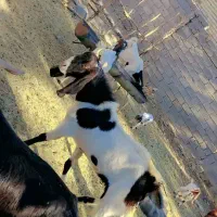 بز دو کهره و یک بز با یک کهره و نری|حیوانات مزرعه|جیرفت, |دیوار