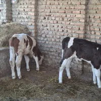 گوساله های سوپر جنس قطع شیر