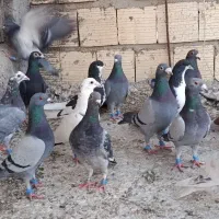 پلاکی بیرونی|پرنده|شیراز, شیخ علی چوپان|دیوار