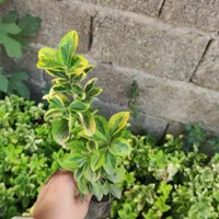 شمشادطلایی نایلکسی|گل و گیاه طبیعی|رشت, بازار|دیوار