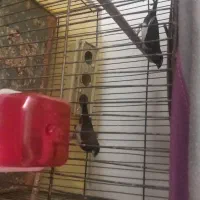 انگشتر بدل بفروش می‌رسد