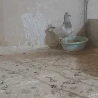 سار کله هما ماده