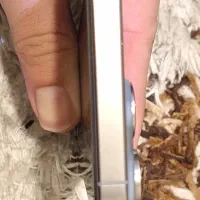 ایفون ۱۵ پرو مکس ۲۵۶|موبایل|تهران, ظفر|دیوار