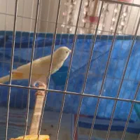 قناری،سیده|پرنده|رشت, بازار|دیوار