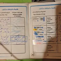 ژرمن بلک با شناسنامه و ارزان و قابل معاوضه|سگ|رشت, سلیمانداراب|دیوار