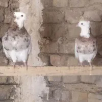 جفت طوقی هفت رنگ