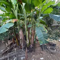 درختچه نهال موز|گل و گیاه طبیعی|امامزاده عبدالله, |دیوار