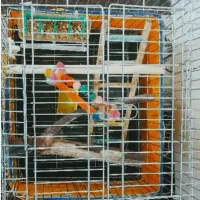 قفس برای تمامی پرنده ها با تمام وسایل|لوازم جانبی حیوانات|سنندج, |دیوار