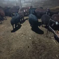 برهای نروماده