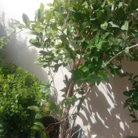 گل و گیاه|گل و گیاه طبیعی|مرودشت, رامجرد یک|دیوار