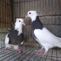 جفت کبوتر طوقی برای فروشی|پرنده|بابل, |دیوار