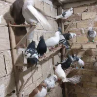 کبوتر  پرنده|پرنده|الوند, |دیوار