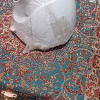 ۲عدد دوربین مداربسته با کیفیت همراه با ضبط صدا|دوربین مداربسته|تنکابن, |دیوار