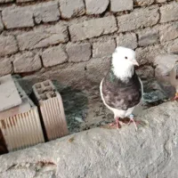 طوقی نر بسیار درشت