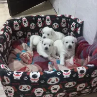 ۳ تا توله سگ تریر اشپیتز